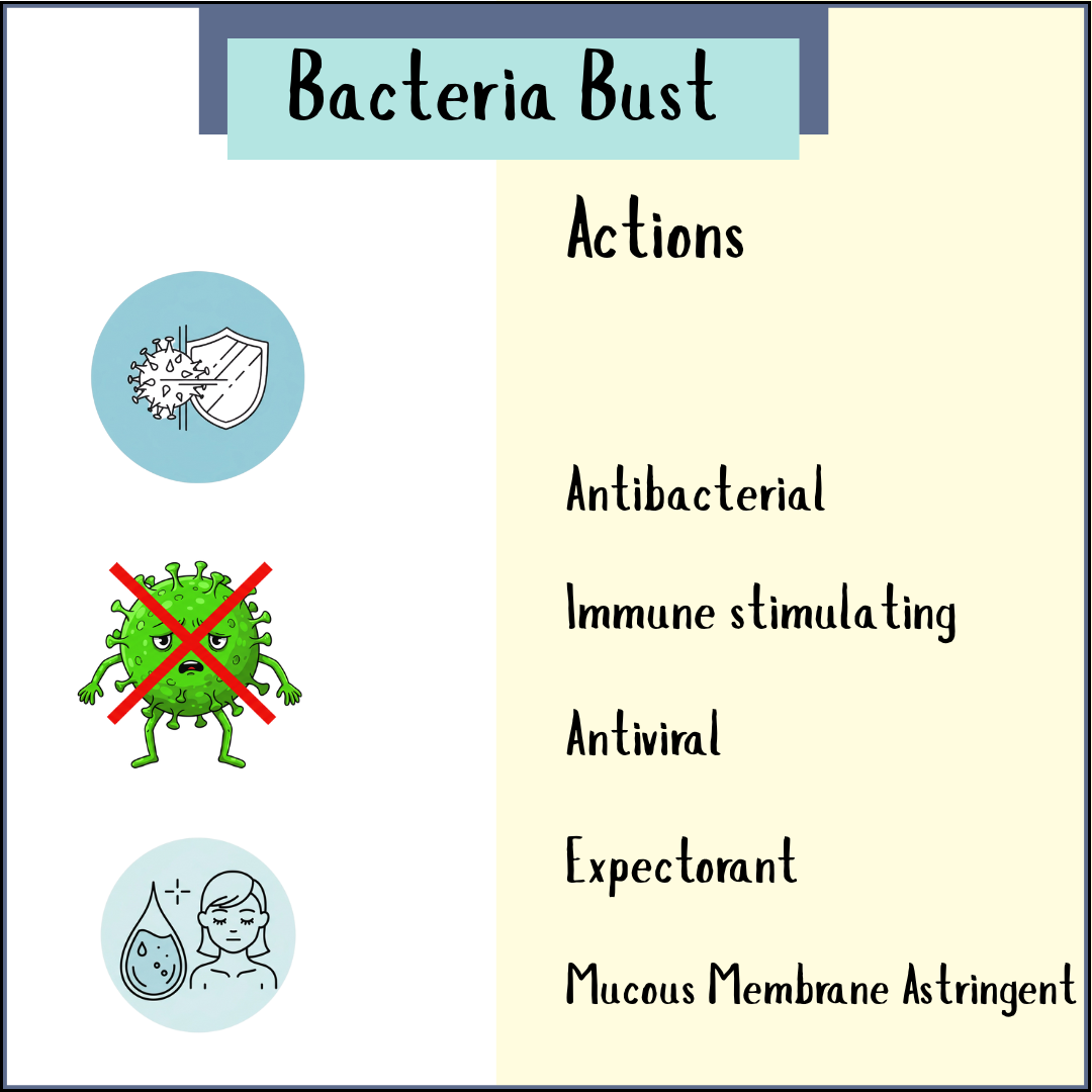 Bacteria Bust - 50ml Tincture features icons and handwritten text highlighting its antibacterial, immune-boosting, antiviral, expectorant, and astringent actions—supporting your body's natural defenses against infections.