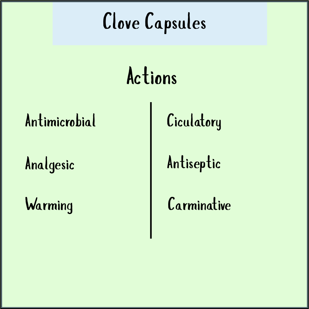 Chart of Clove – 120 capsules: antimicrobial, analgesic, warming, circulatory, antiseptic, carminative—perfect as an antioxidant supplement or for parasite cleanse.