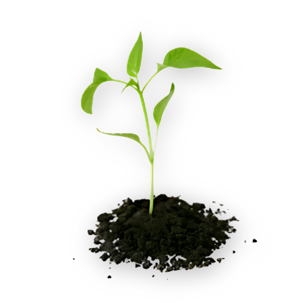 A small green seedling, representing Female Conception Support, grows in dark soil on a white background.