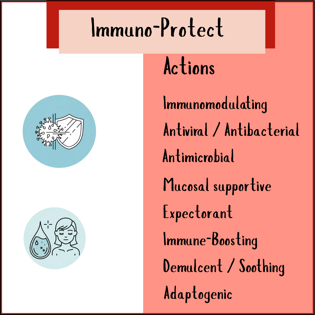 Infographic highlighting Immune Protect Tincture (200/300ml) with antiviral, expectorant, and adaptogenic benefits; features echinacea and elderberry, plus shield and droplet icons.