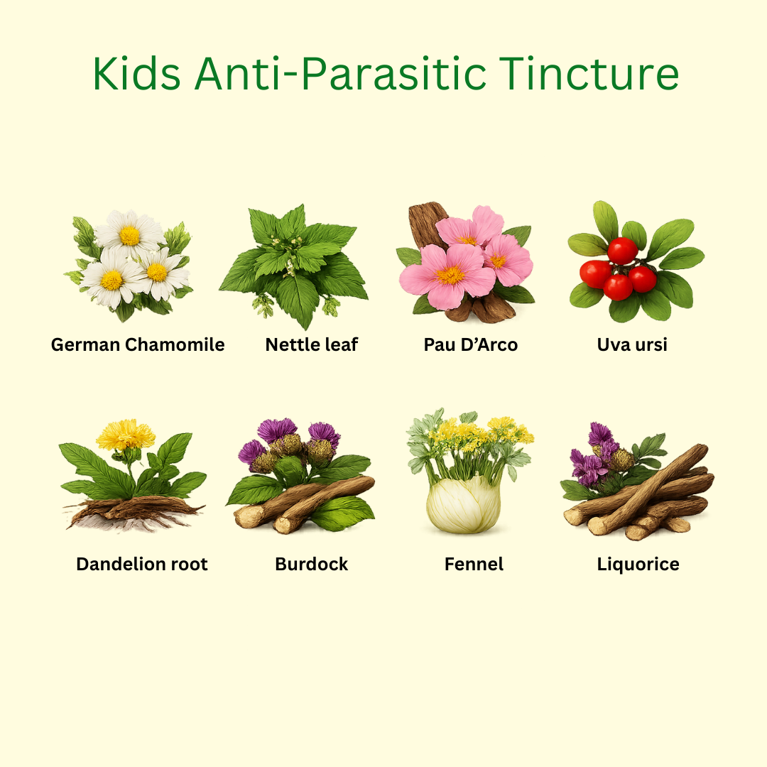 Anti-Parasitic Tincture For Kids features eight gentle herbs, including chamomile, nettle, and pau d’arco—a natural remedy designed to help fight parasites in children.