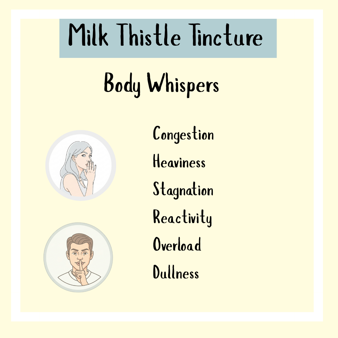 Milk Thistle Tincture: Relieve congestion, heaviness, stagnation, and overload. Supports gentle liver detox and is a trusted remedy for hangovers.