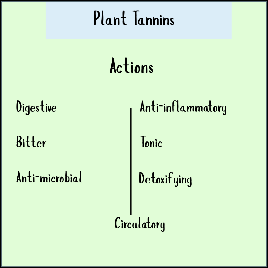 The chart "Plant Tannins, Anti-bacterial - 100 veg caps" lists actions: digestive, bitter, anti-microbial, anti-inflammatory, tonic, detoxifying, and circulatory—highlighting their astringent and antibacterial properties to help fend off parasites.