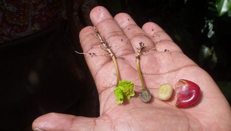 Seed Cycling For Hormone Balance