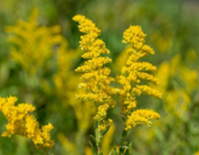 Goldenrod