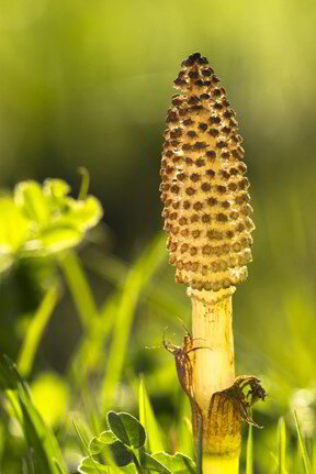 Horsetail