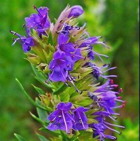 Hyssop