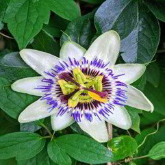 Passionflower