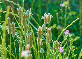 Psyllium