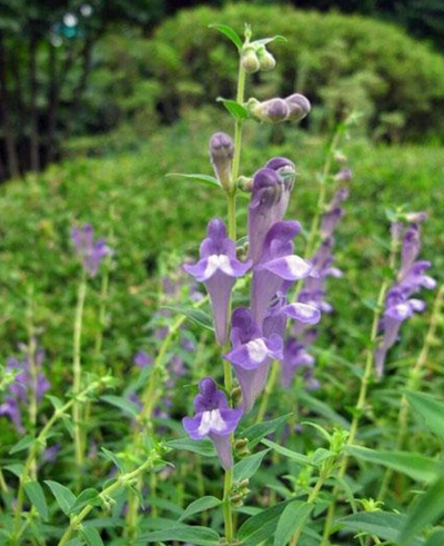 Skullcap Baicalensis
