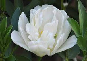 White Peony