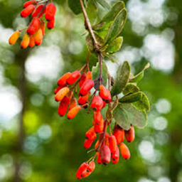 Barberry