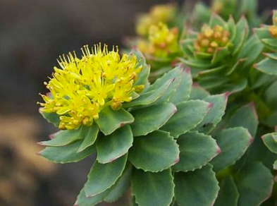 Rhodiola