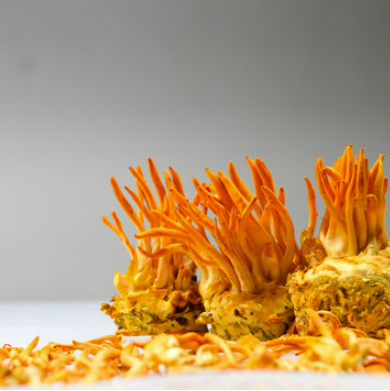 Cordyceps