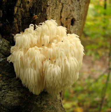 Lion's Mane