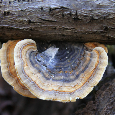 Turkey Tail - Coriolus