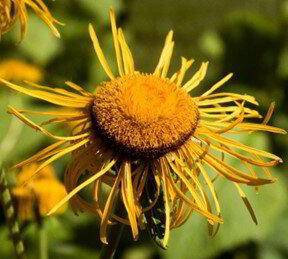 Elecampane