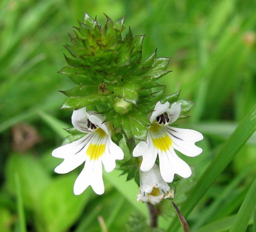 Eyebright