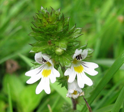 Eyebright