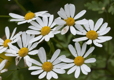 Feverfew