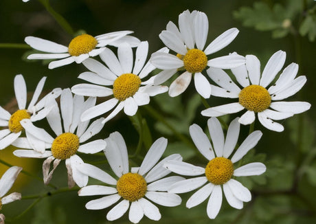 Feverfew