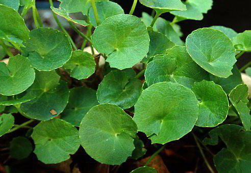 Gotu kola