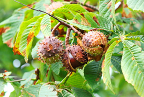 Horse Chestnut