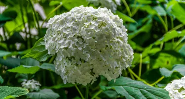 Hydrangea