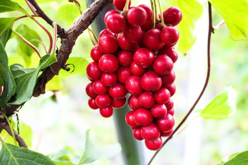 Schisandra