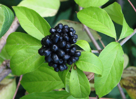 Siberian Ginseng