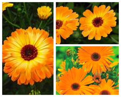 Calendula