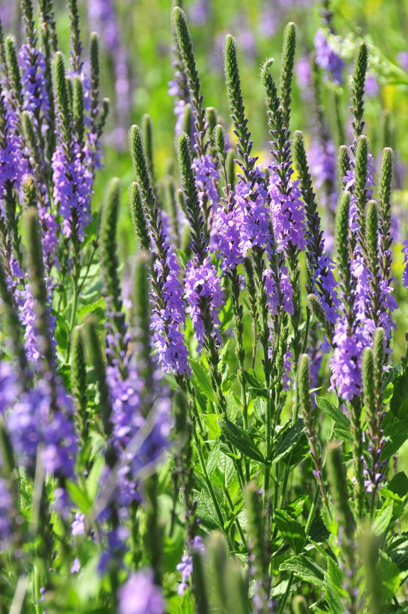 Vervain