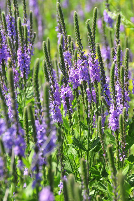 Vervain