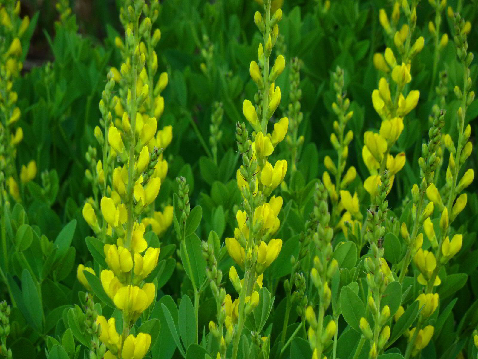 Wild Indigo