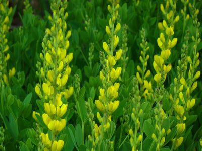 Wild Indigo