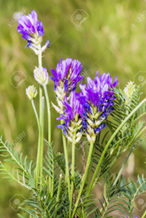 Astragalus