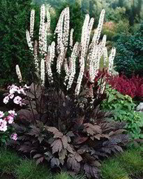 Black Cohosh