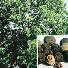 Black Walnut