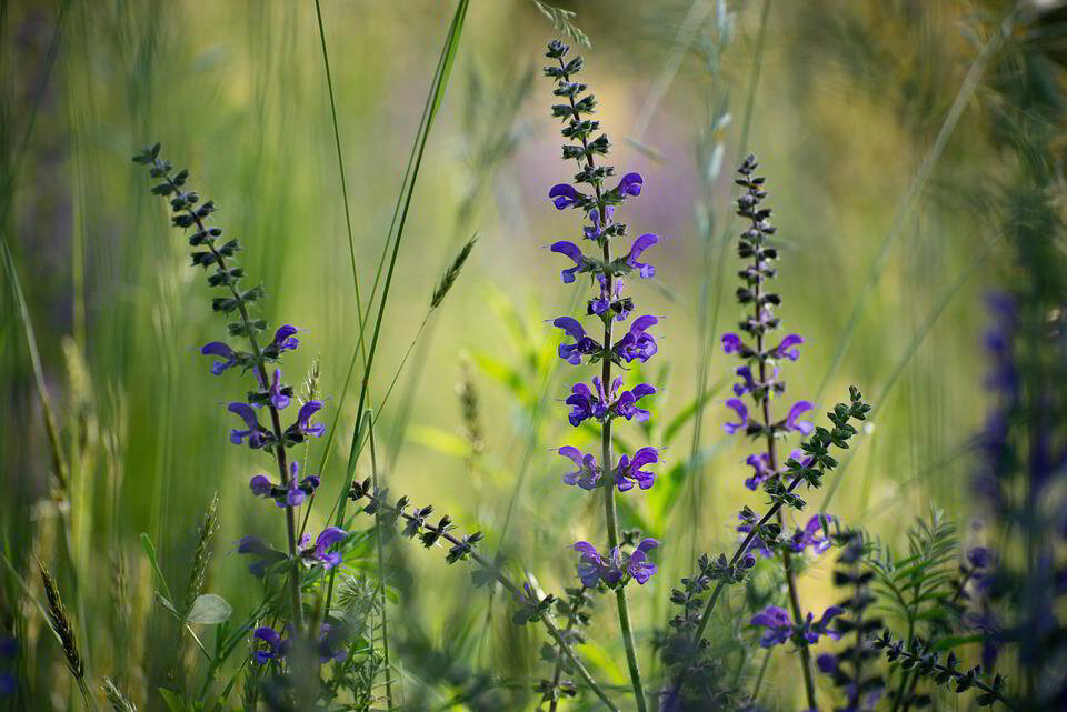 Sage