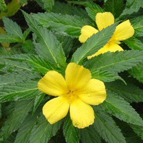 Damiana
