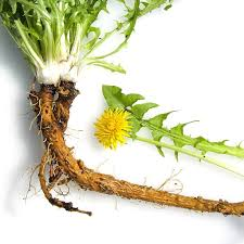 Dandelion