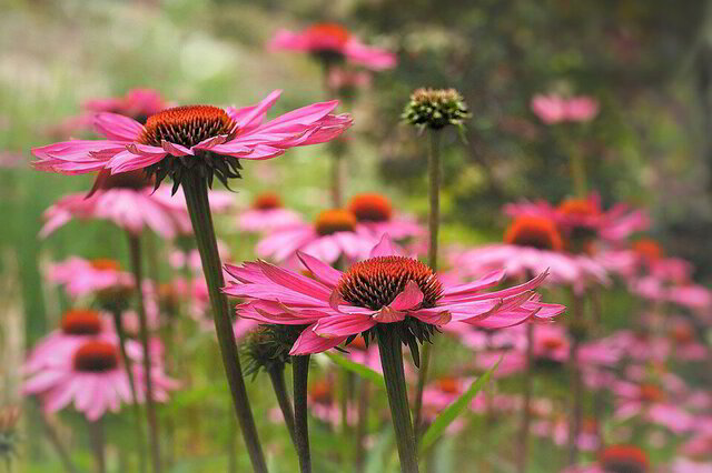 Echinacea