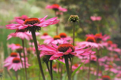 Echinacea