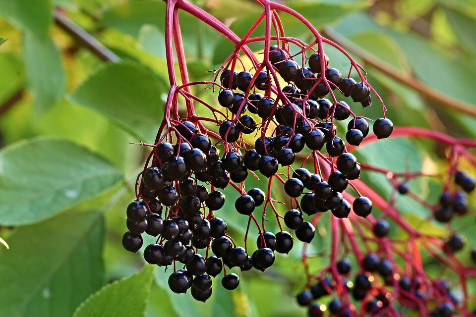 Elder