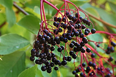 Elder