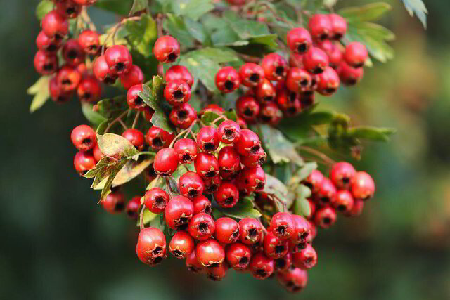 Hawthorn