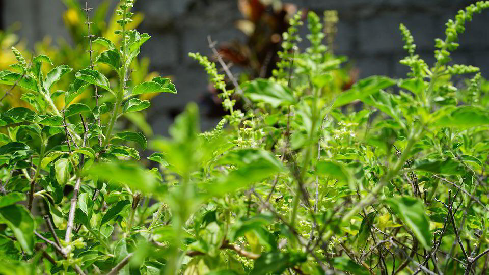 Holy Basil/Tulsi