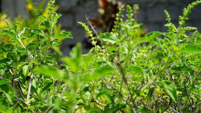 Holy Basil/Tulsi