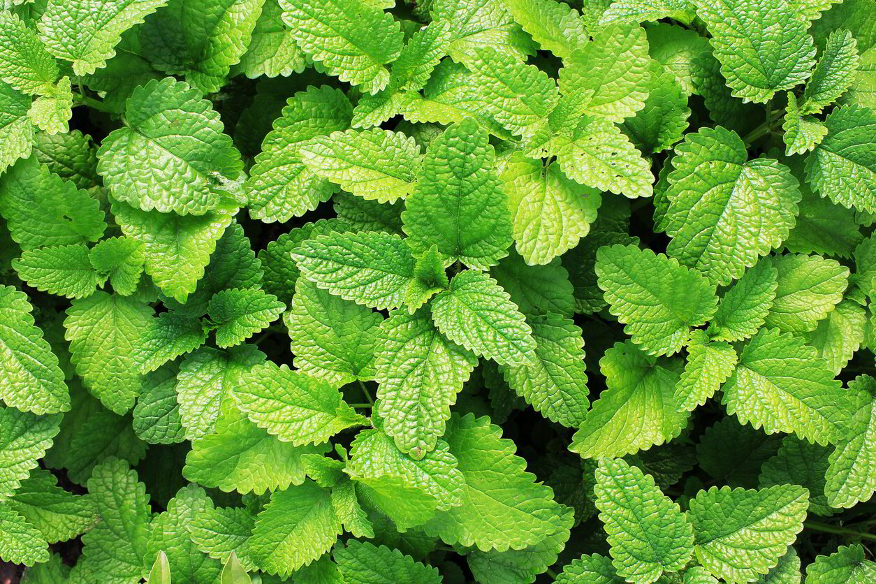Peppermint