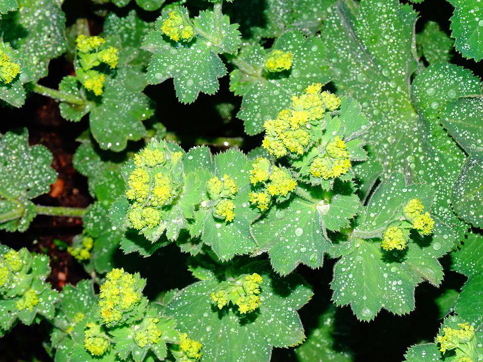 Lady’s Mantle